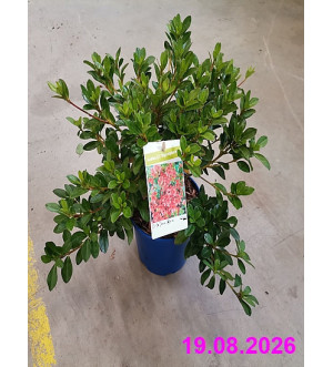 Azalea (J) 'Signalgluehen' C 2 L